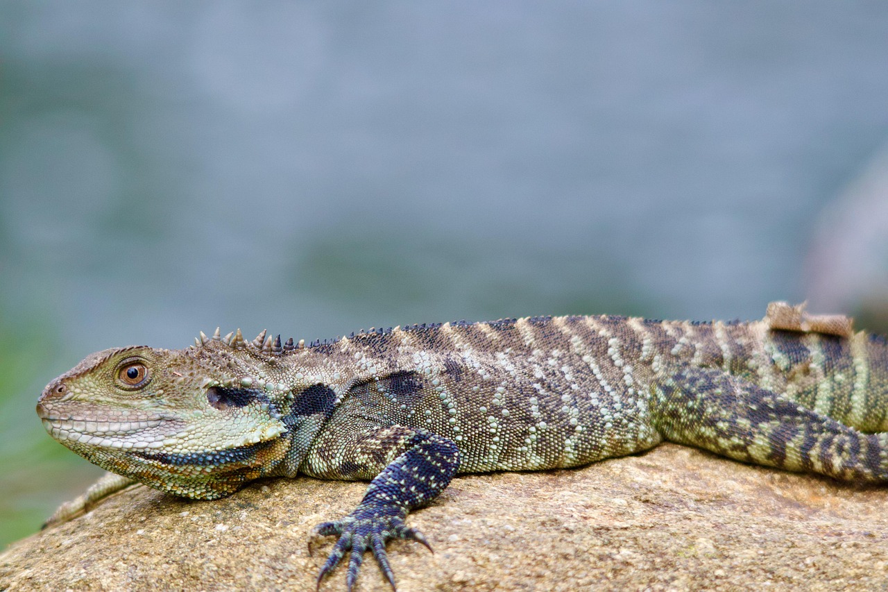 Expert Water Damage & Flood Restoration Across Australia